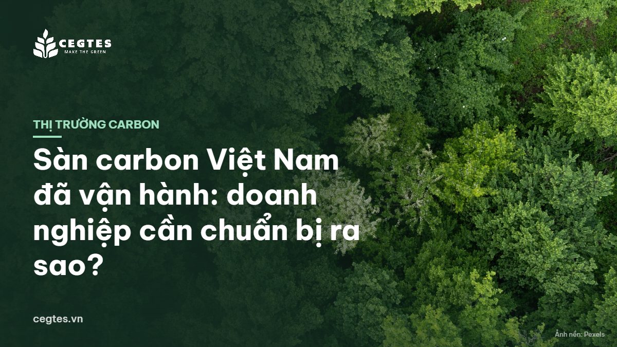 Tán rừng xanh nhìn từ trên cao, minh họa nguồn tín chỉ carbon từ rừng