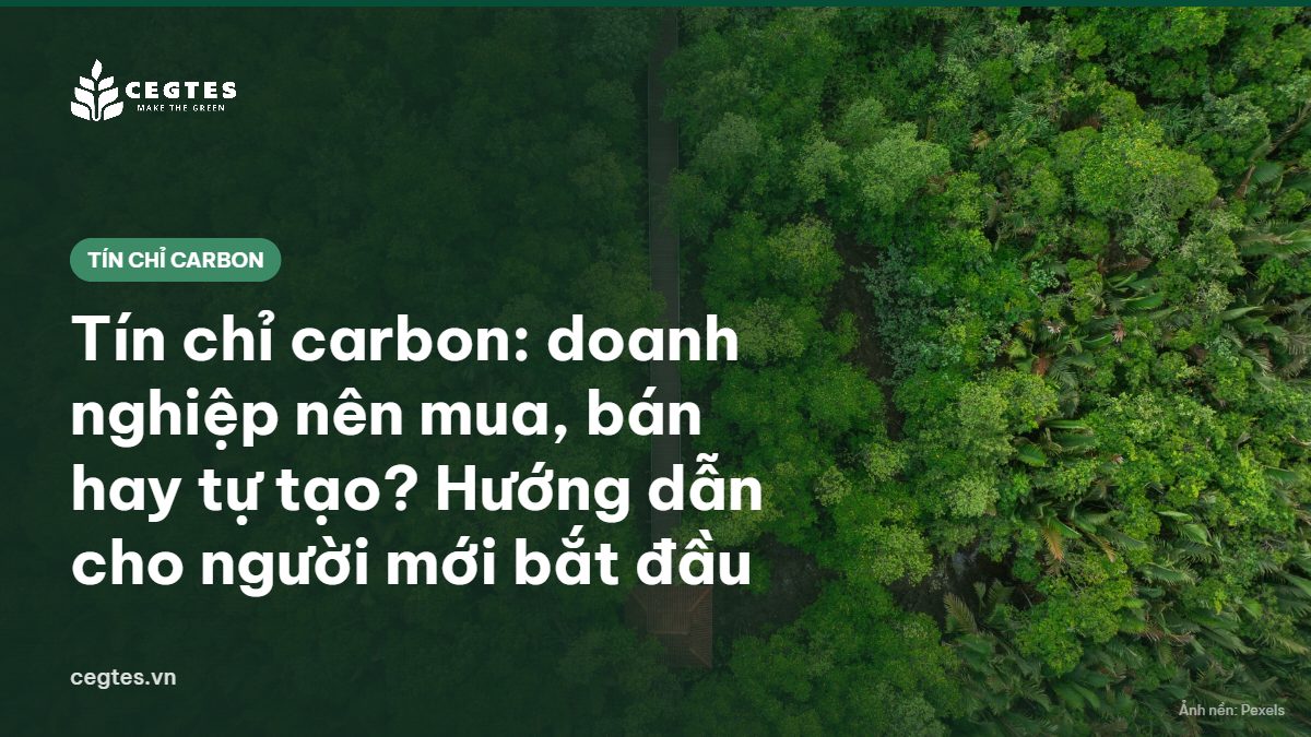 Rừng ngập mặn nhìn từ trên cao, minh họa dự án tạo tín chỉ carbon
